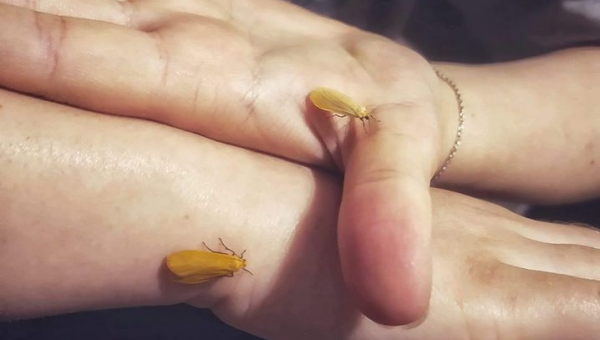 Nocni goście   fot. Dominika Królczyk 