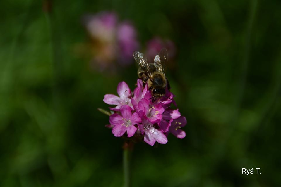 ,, wstajemy, wstajemy" podano do stołu ☕ fot. Tadeusz Ryś