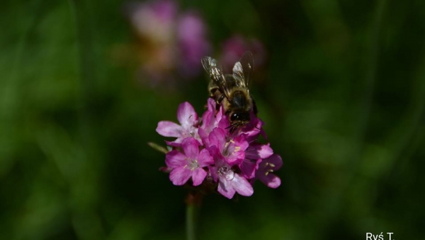 ,, wstajemy, wstajemy" podano do stołu ☕ fot. Tadeusz Ryś