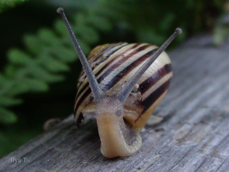 W OBIEKTYWIE RODZICA fot. Pan Tadeusz Ryś