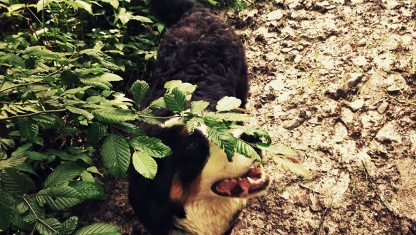 Spacer po lesie  fot.Karolina Dudek