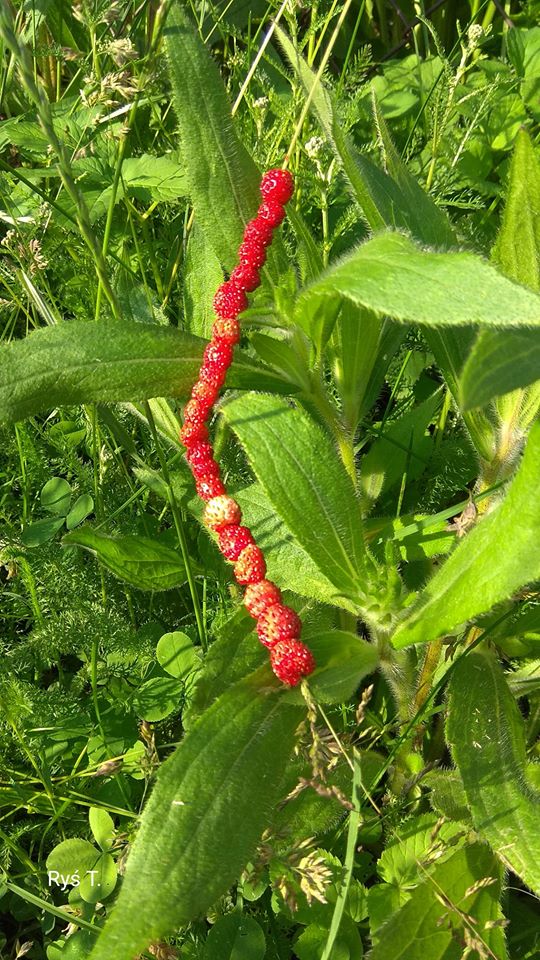W OBIEKTYWIE RODZICA fot. Pan Tadeusz Ryś