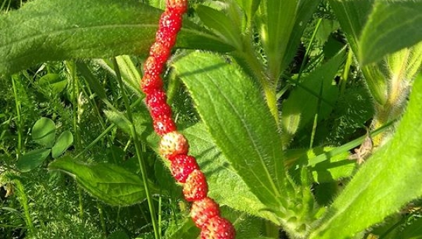 W OBIEKTYWIE RODZICA fot. Pan Tadeusz Ryś