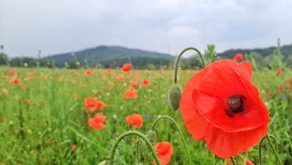 Oczami Szymon Garbacz "bajka o łące" 🌺🌿🌼🌸