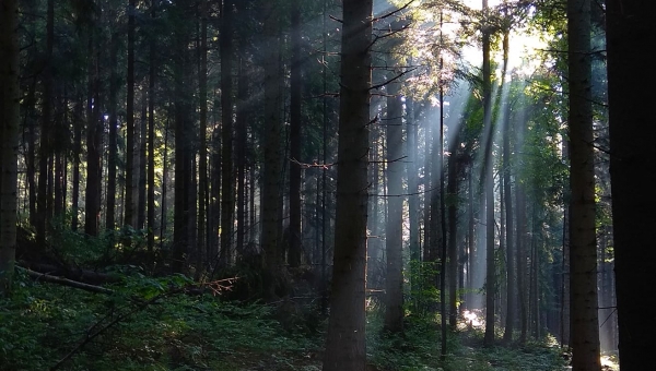 Piórem rodzica - pan Tadeusz Ryś