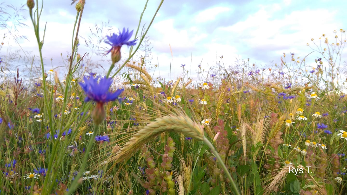 Piórem rodzica - Tadeusz Ryś