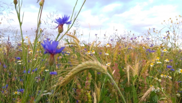 Piórem rodzica - Tadeusz Ryś