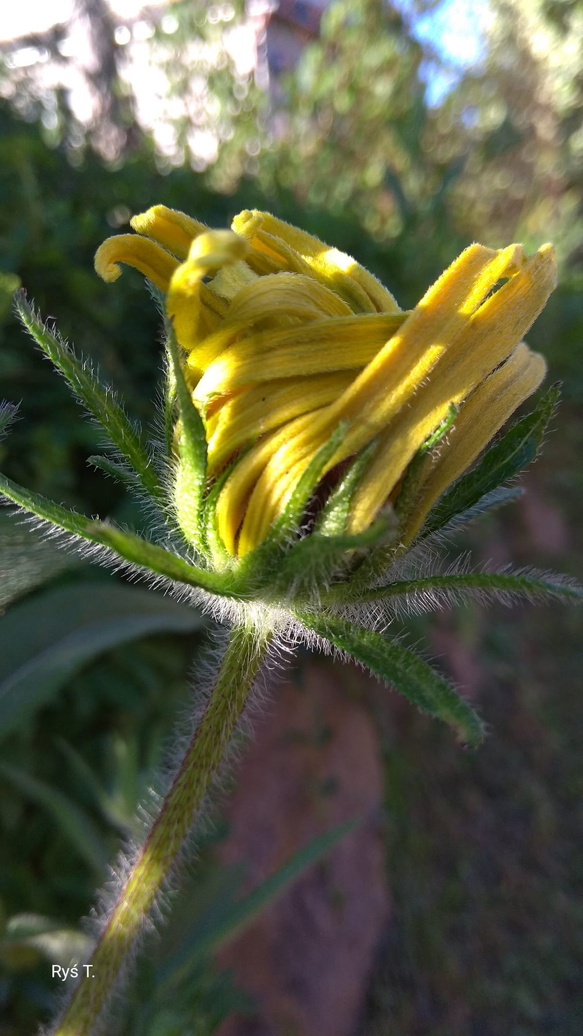 Z pozdrowieniami dla nauczycieli - Tadeusz Ryś