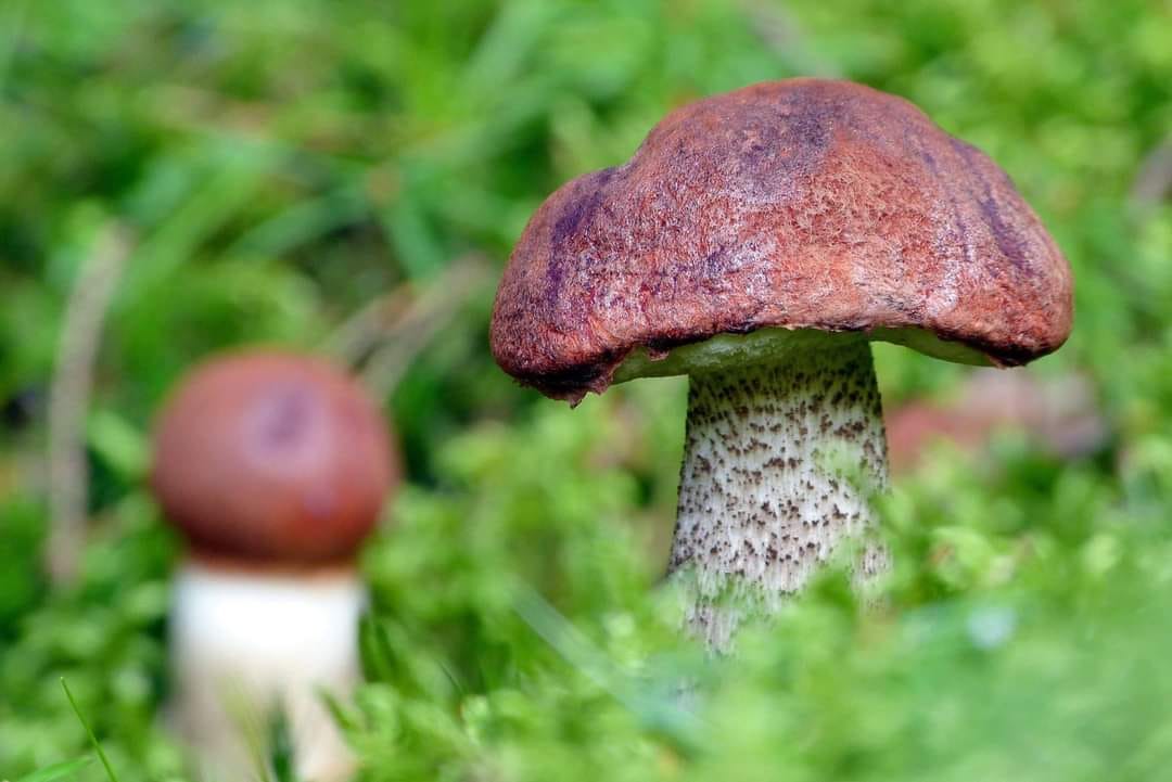 FOTO-grafia DNIA fot. Kamil Murzyn