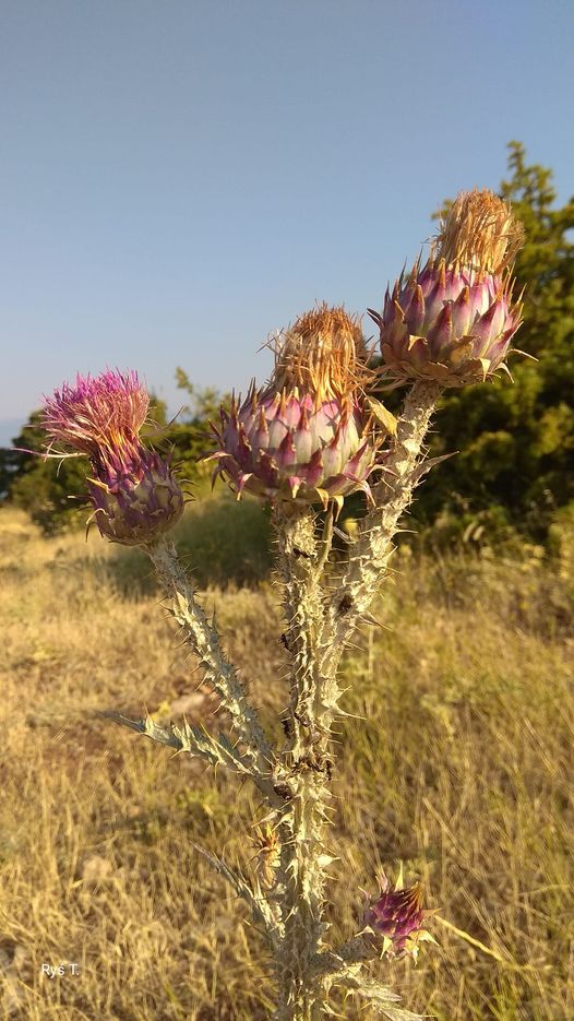 Piórem rodzica - Tadeusz Ryś