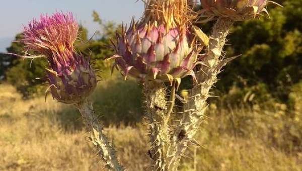 Piórem rodzica - Tadeusz Ryś