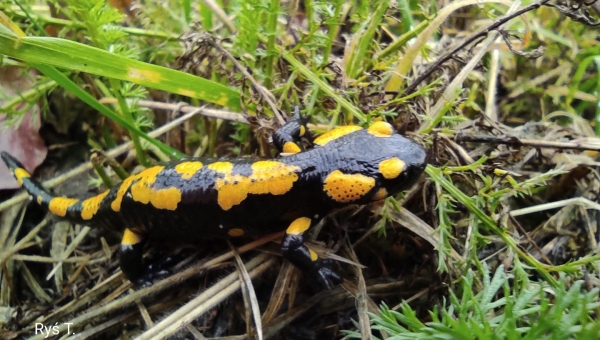 "W obiektywie rodzica" fot.Tadeusz Ryś #zostanwdomu