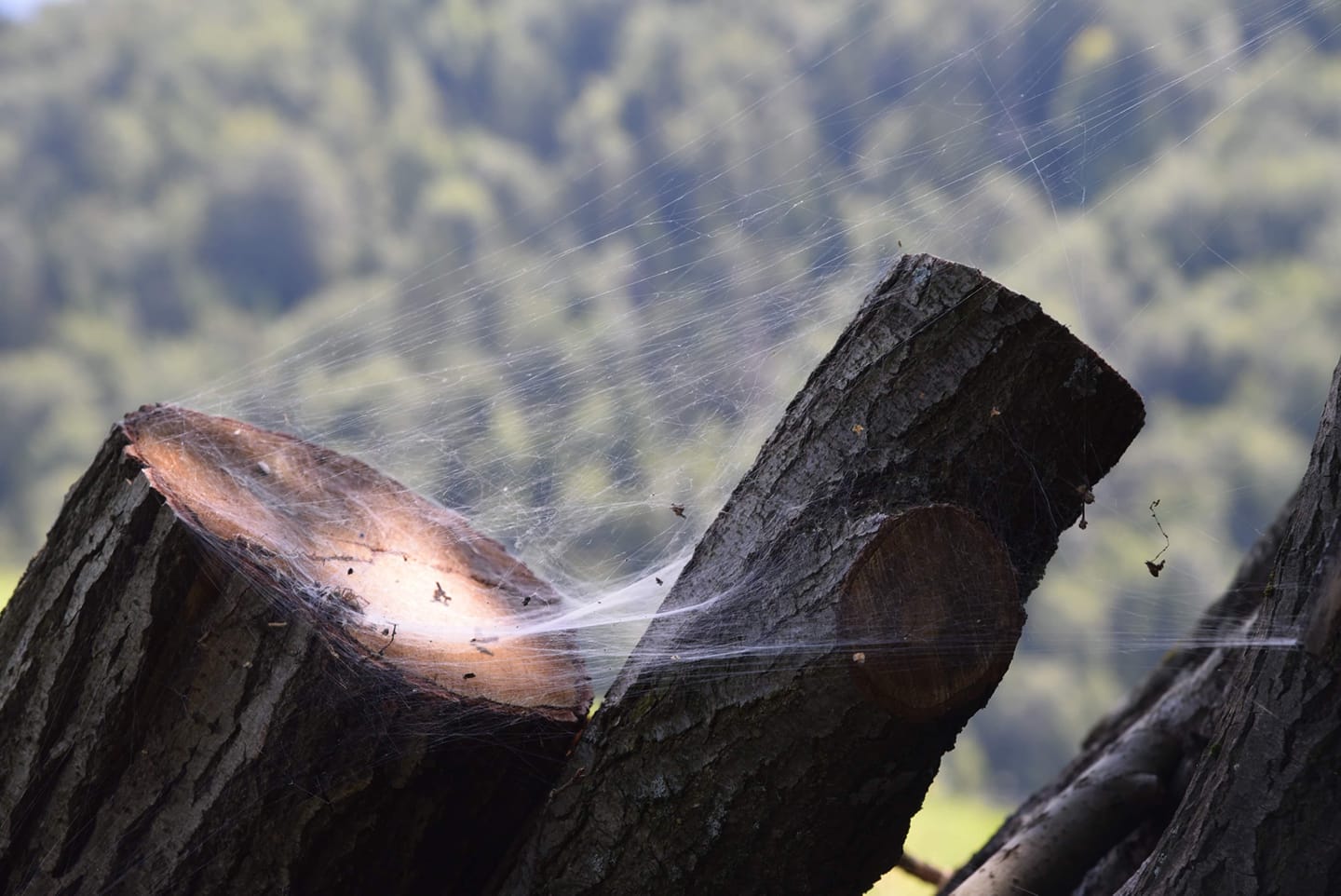 FOTO-grafia DNIA  fot. Dominika Królczyk