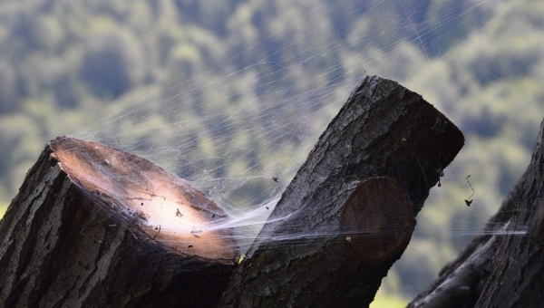 FOTO-grafia DNIA  fot. Dominika Królczyk