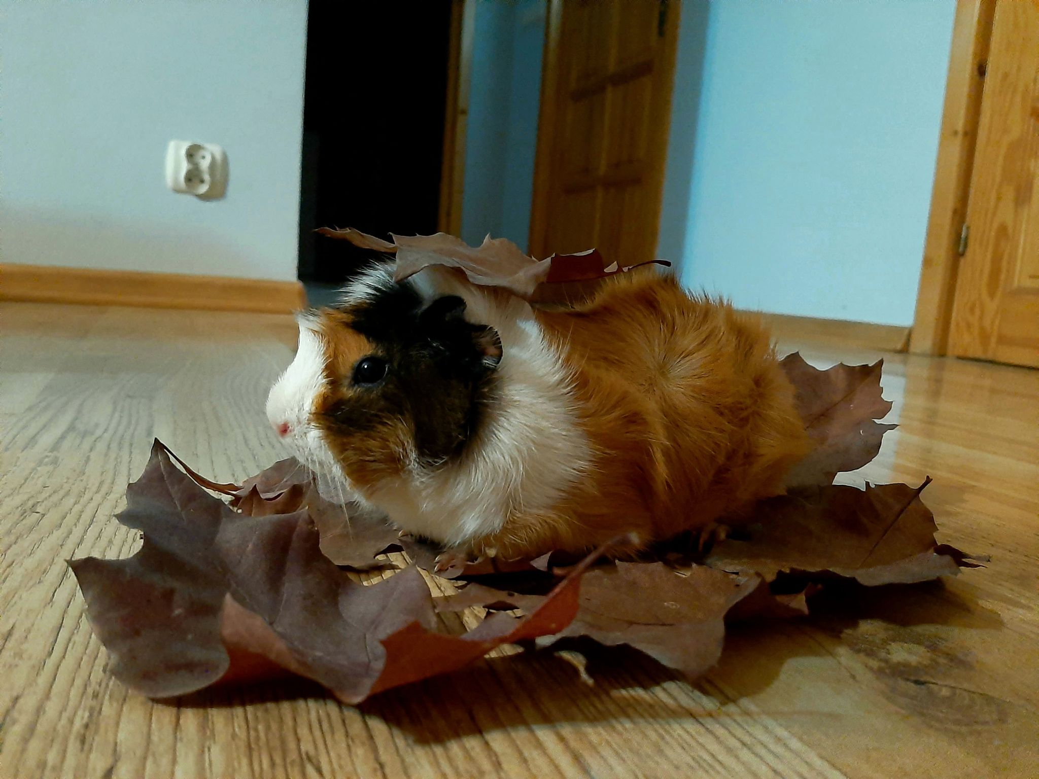 Konkurs  fotograficzny "Zakochaj się w jesieni" START #zostanwdomu