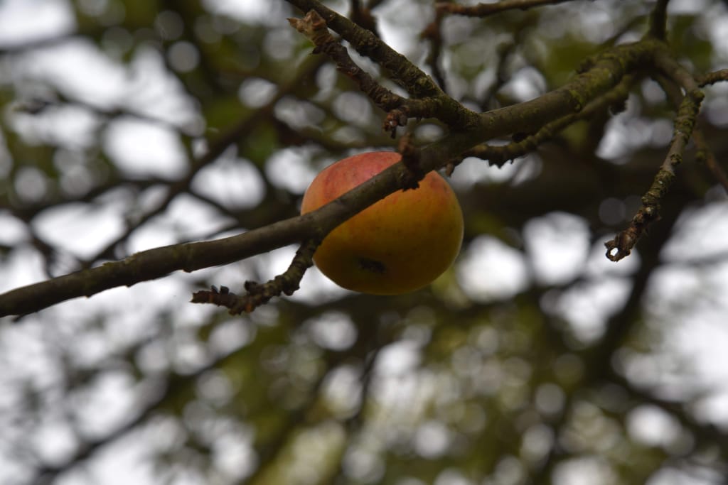 Znamy wyniki konkursu fotograficznego " Zakochaj się w jesieni" #zostanwdomu