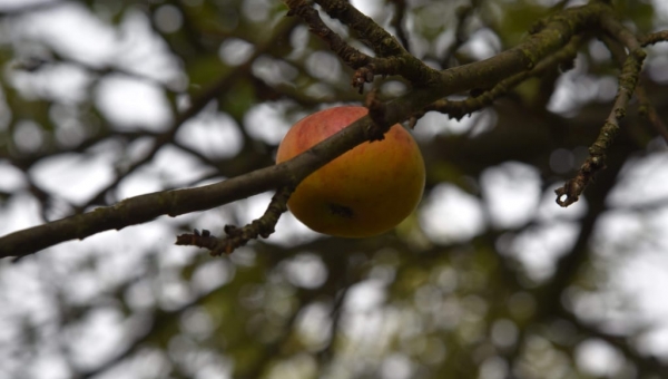 Znamy wyniki konkursu fotograficznego " Zakochaj się w jesieni" #zostanwdomu