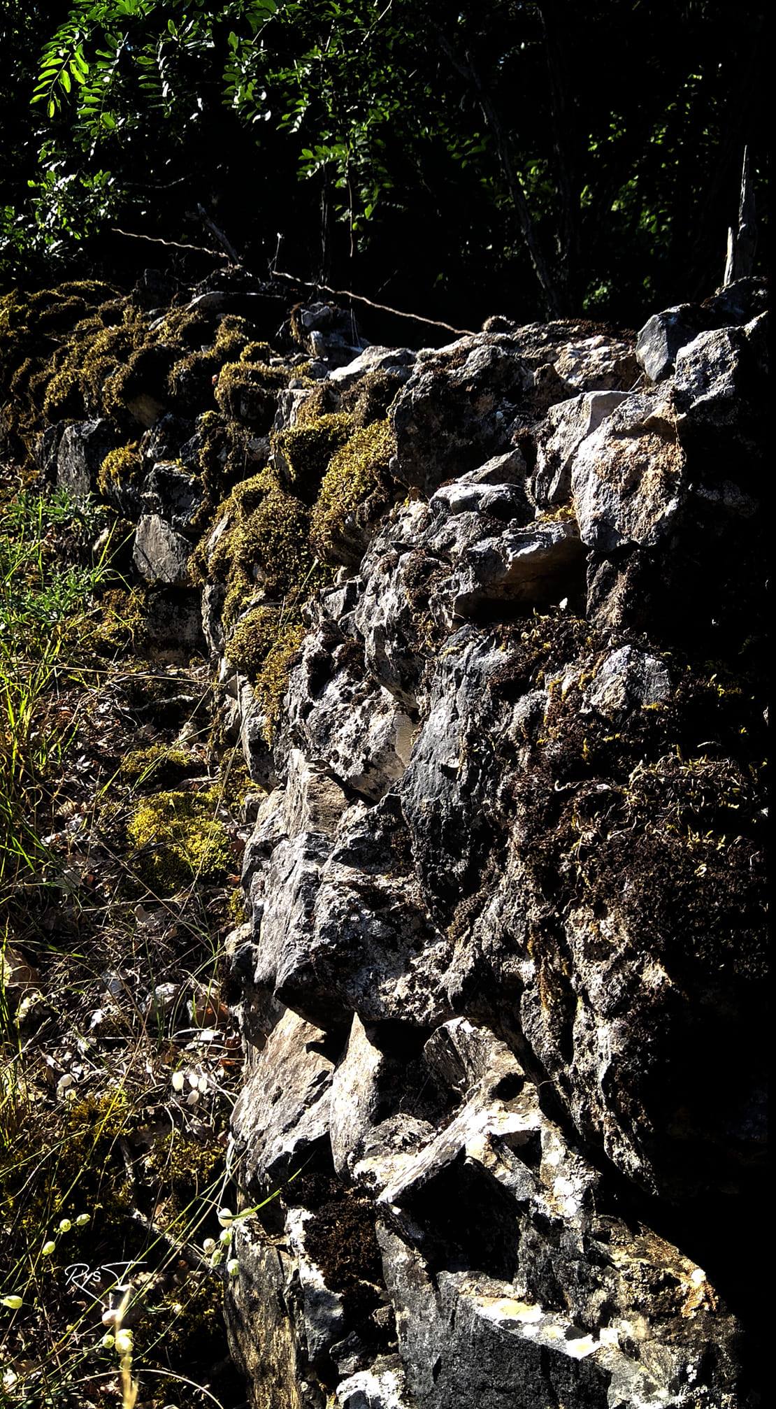 Piórem rodzica - Tadeusz Ryś