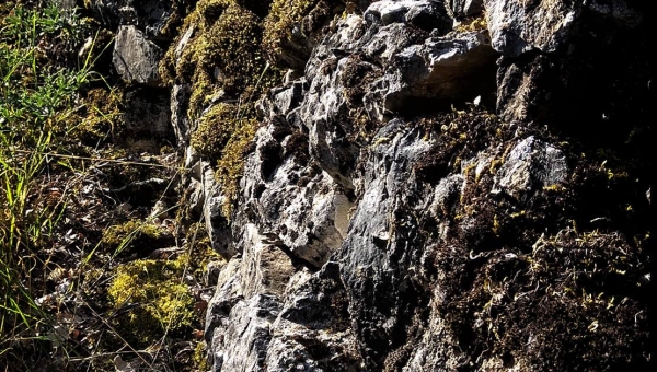 Piórem rodzica - Tadeusz Ryś