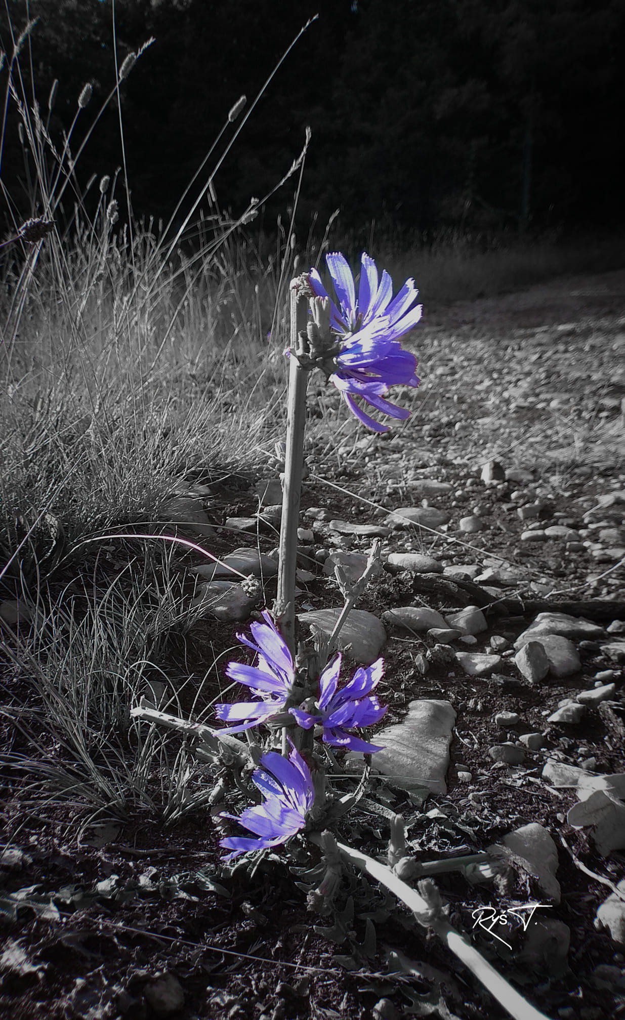 (Niepewność)  Dzień Kobiet