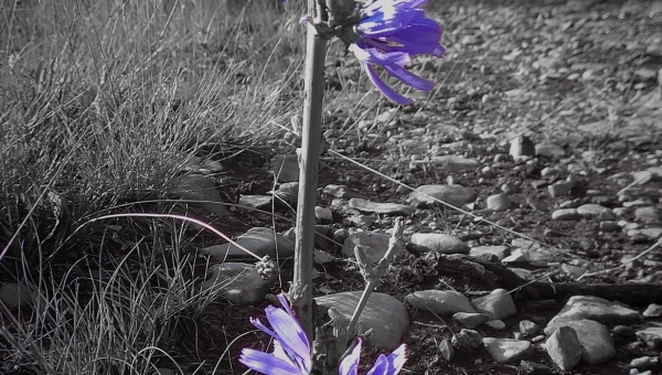 (Niepewność)  Dzień Kobiet