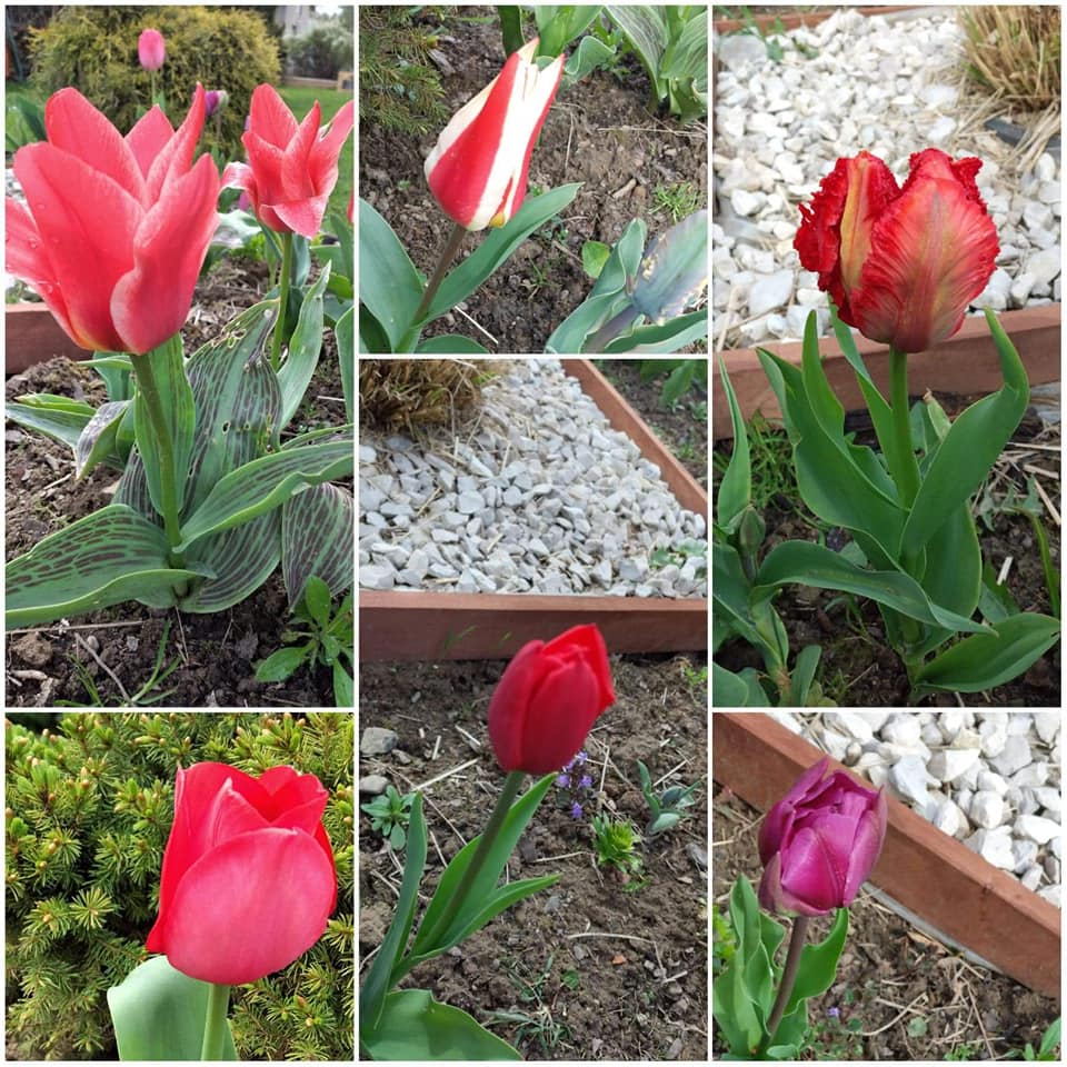 W OBIEKTYWIE RODZICA  pani Joanna Socha