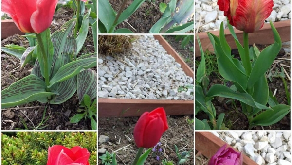 W OBIEKTYWIE RODZICA  pani Joanna Socha