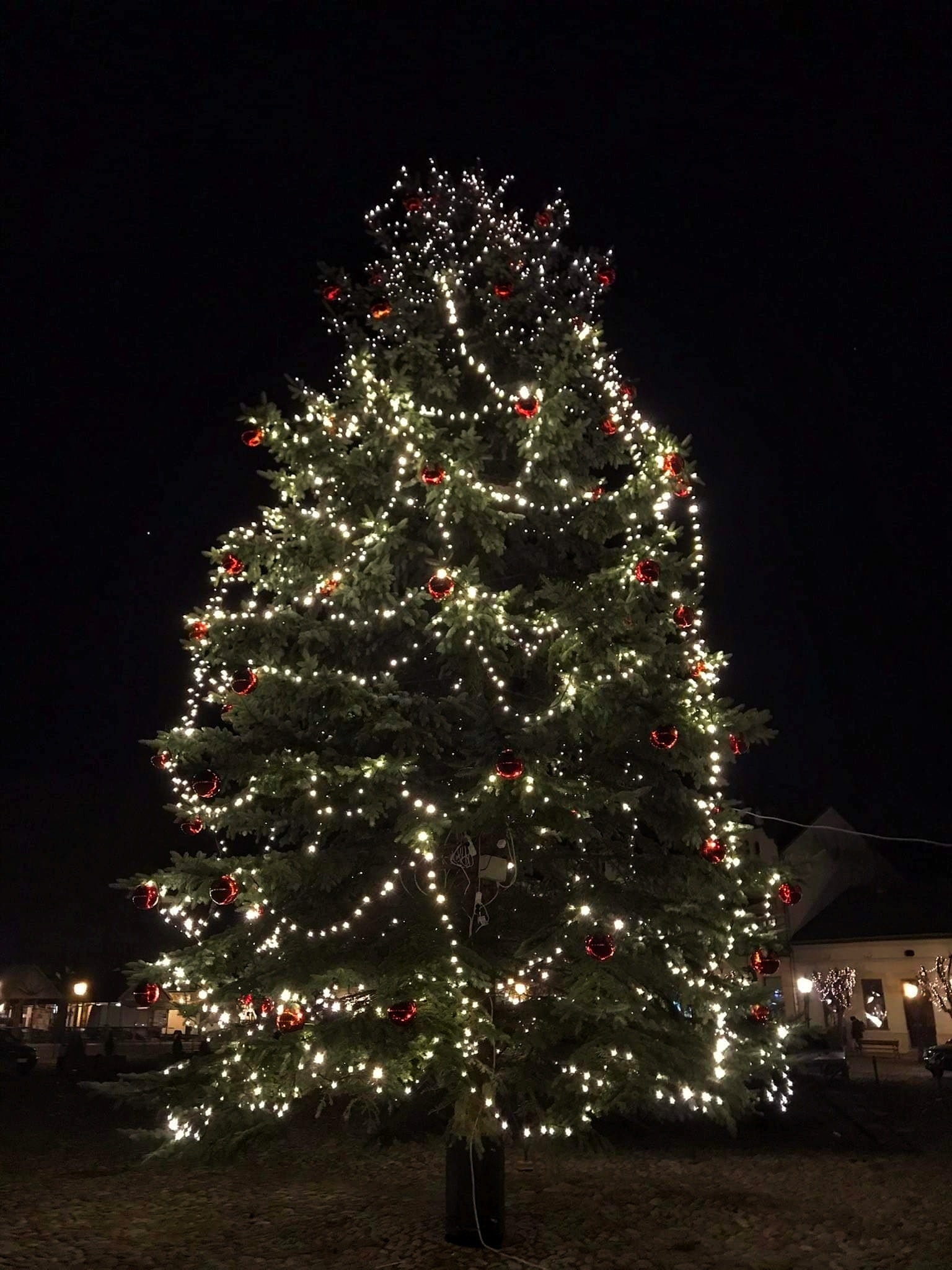 wyzwanie foto choinka