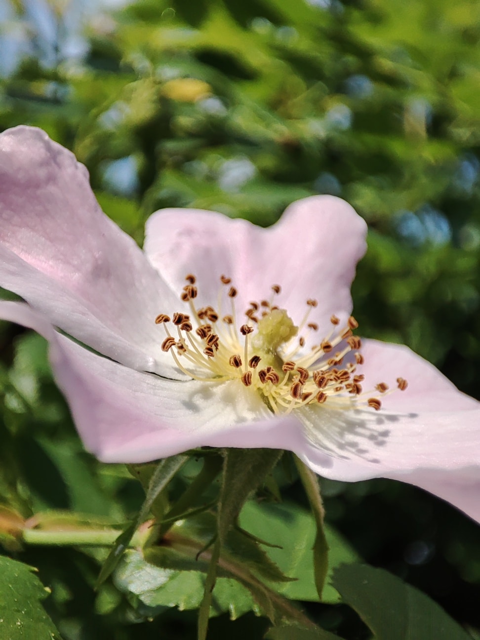 W naszym magicznym ogrodzie