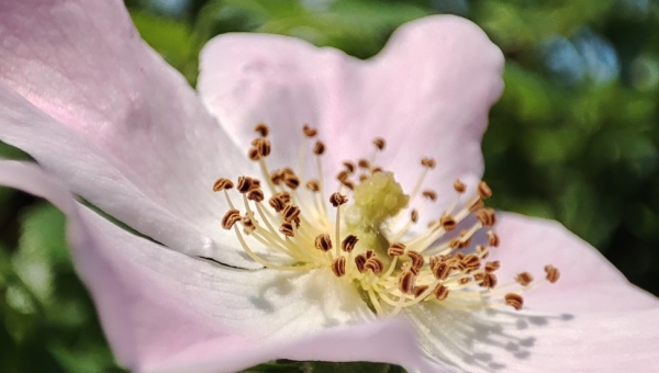 W naszym magicznym ogrodzie