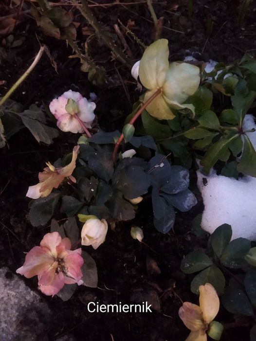 W obiektywie rodzica M. Keder 