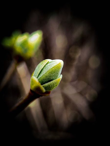 wiosna... cieplejszy wieje wiatr