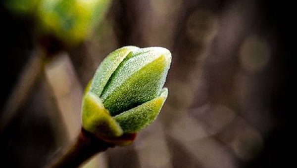 wiosna... cieplejszy wieje wiatr