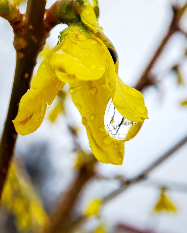 PRACOWNIA FOTOGRAFII  Wiosna jest jak kobieta - niby już idzie ale jeszcze siedzi z ręcznikiem na głowie i maluje paznokcie 😃 Dziś mocno czujemy to słynne przesilenie wiosenno - zimowe... I dobrze bo to znaczy że wiosna i ciepełko już tuż tuż.
