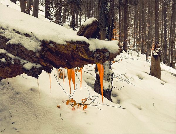 Fotografie mijającego tygodnia