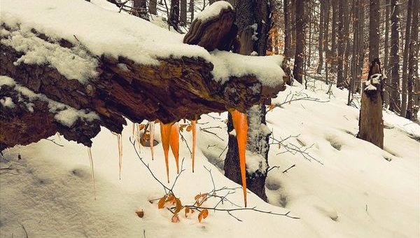 Fotografie mijającego tygodnia