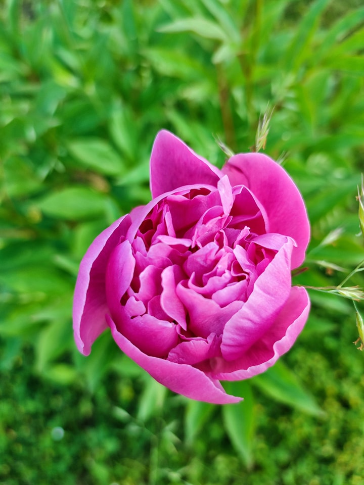 Nasz magiczny ogród 