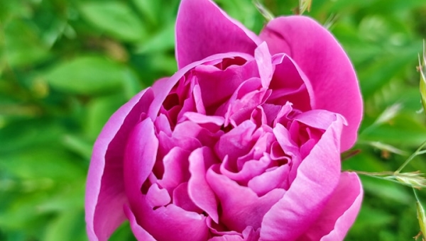 Nasz magiczny ogród 