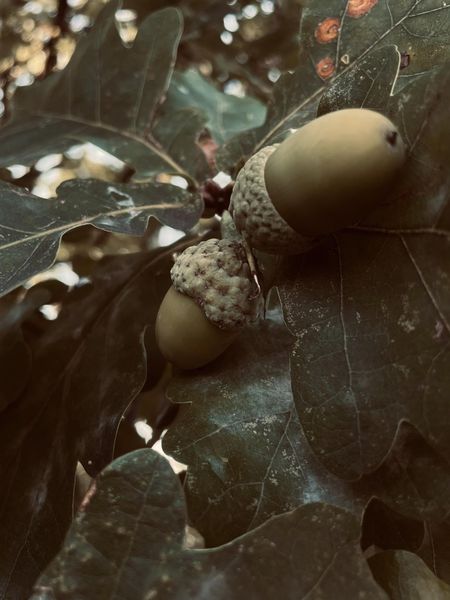 Absolwenci foca, Krzysiek Nowak