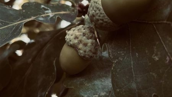 Absolwenci foca, Krzysiek Nowak