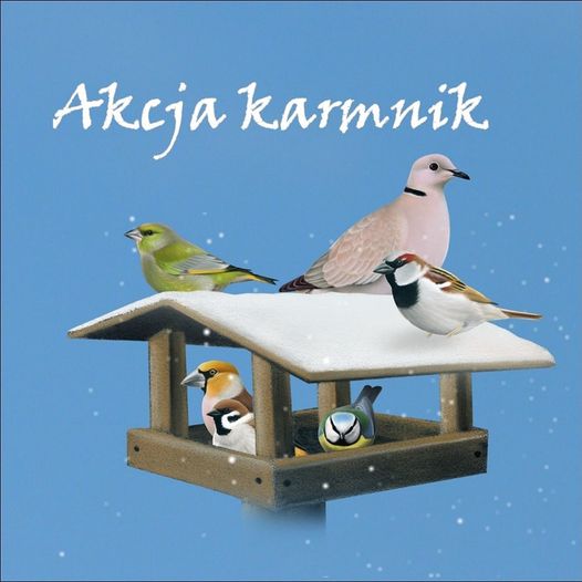 Pomóż ptakom przetrwać zimę