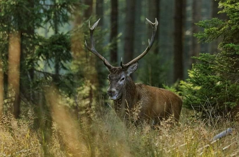 3 marca - Światowy Dzień Dzikiej Przyrody