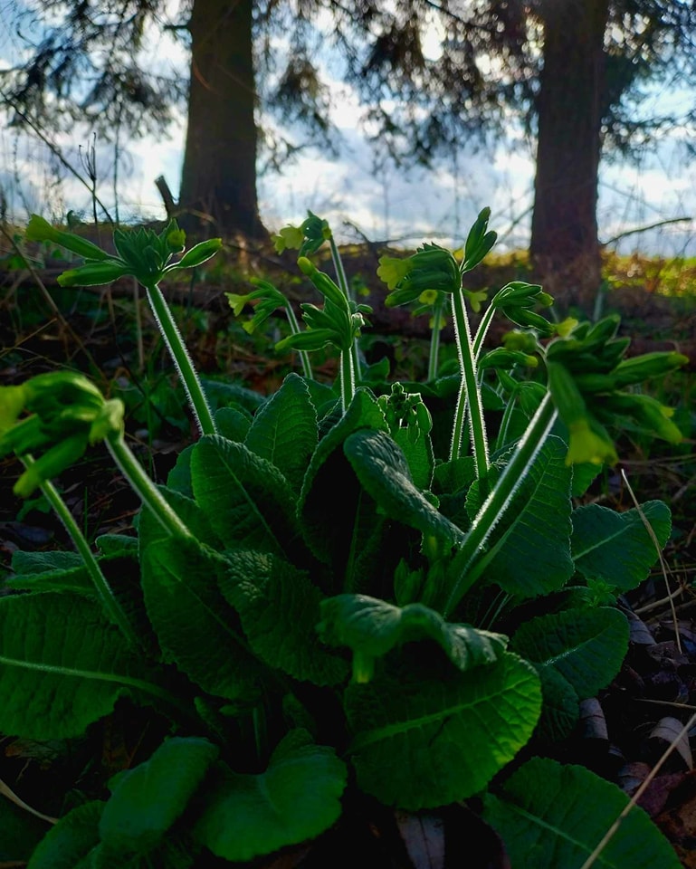 Zwycięskie zdjęcia akcji Dzika Przyroda