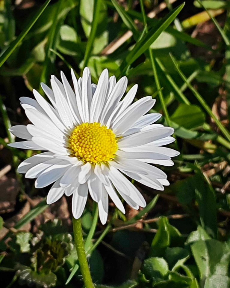 W naszym magicznym ogrodzie