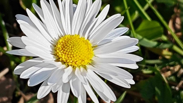 W naszym magicznym ogrodzie