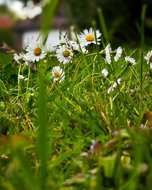 W naszym magicznym ogrodzie bursy 