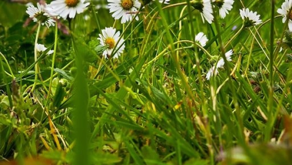 W naszym magicznym ogrodzie bursy 