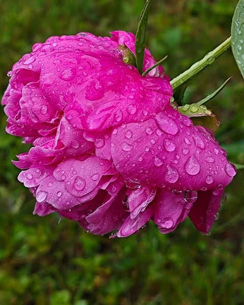 "Kwiatowa Symfonia w Deszczu"