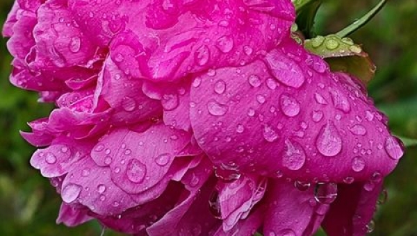 "Kwiatowa Symfonia w Deszczu"