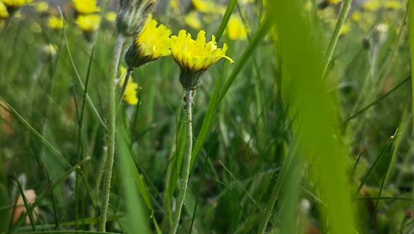 W naszym magicznym ogrodzie